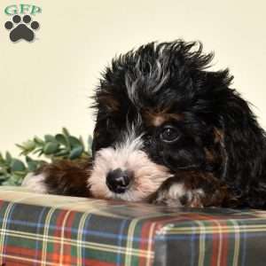 Flax, Mini Bernedoodle Puppy